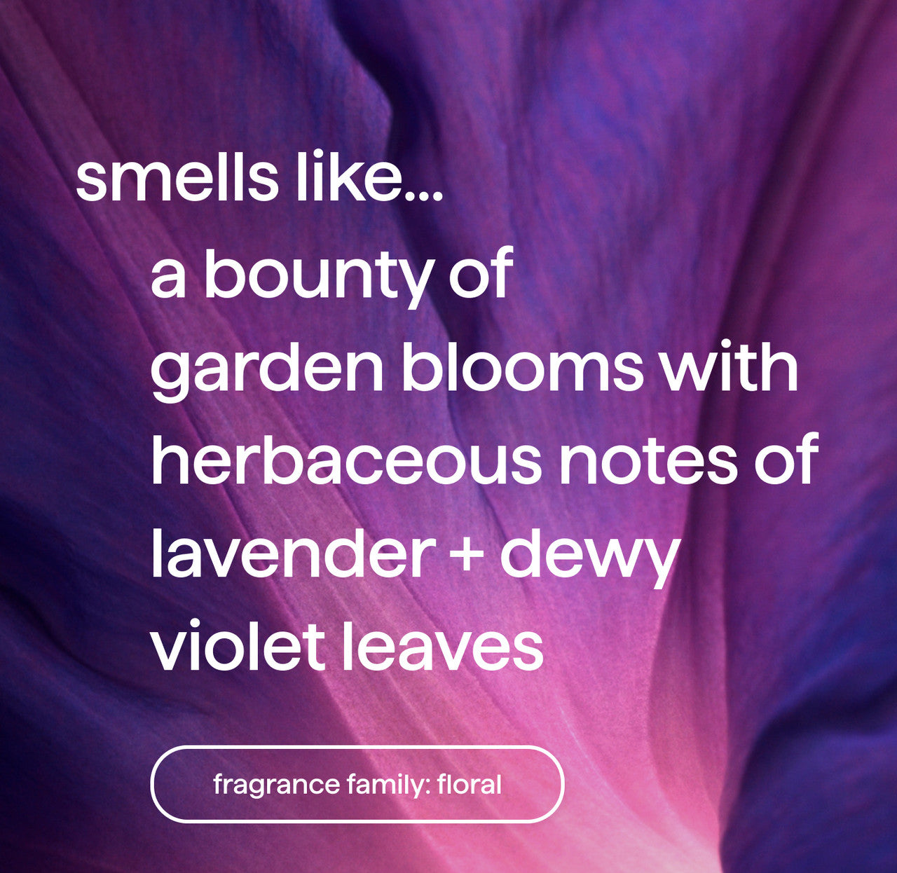 03_violet_lavender_GHW_fragrance__57129.1737650721.1280.1280_710196b6-d540-42c7-8f94-871aee0f8c6e.jpg