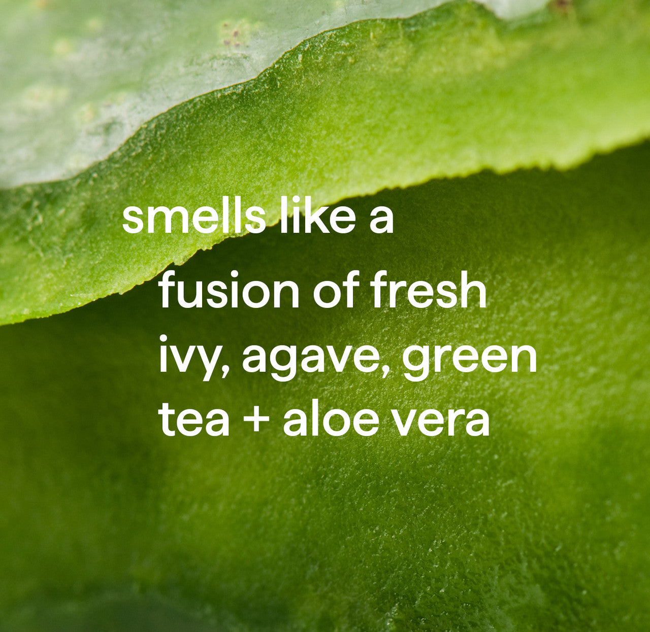 Hand_Green_Tea_Aloe_Fragrance__75163__19043.1726062654.1280.1280_8002425e-67f3-4b8c-908e-0e0216582043.jpg