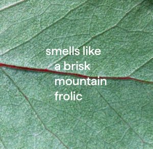 daily shower spray – eucalyptus mint. 28 fl oz