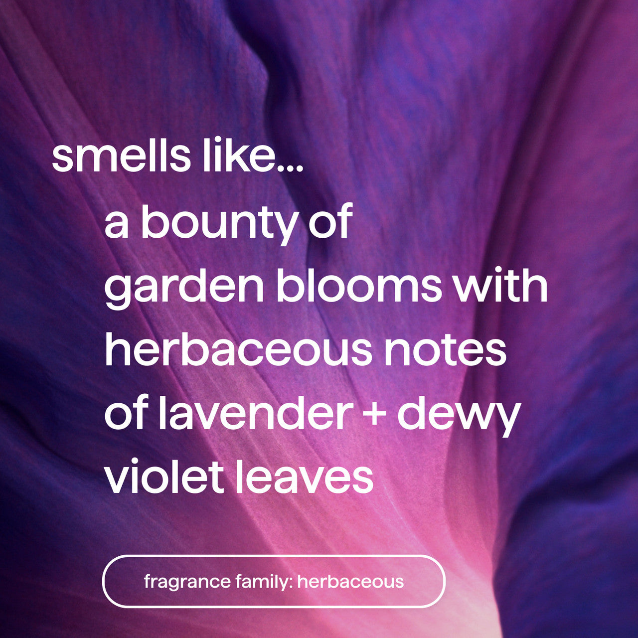 VioletLavender-fragrance__44026.1726591892.1280.1280_85f2b76d-3791-411f-8c78-f290a84f60ef.jpg